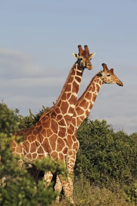 Framed Print : Reticulated Giraffe - family - Solio ranch - Kenya Framed Print : Reticulated Giraffe - family - Solio ranch - Kenya