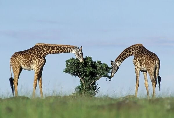 Reticulated Giraffe - two grazing on small tree