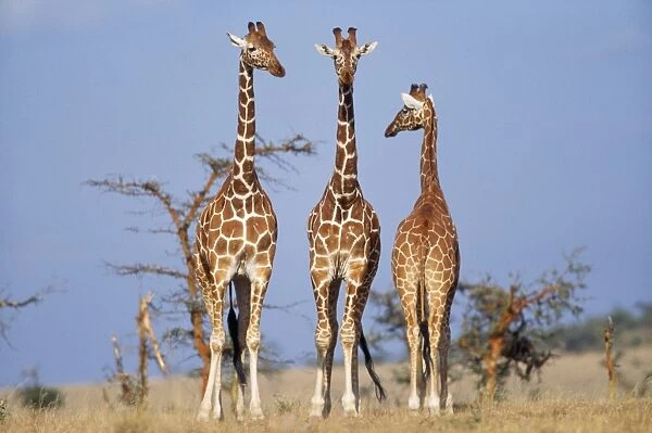 Reticulated Giraffe Kenya, Africa
