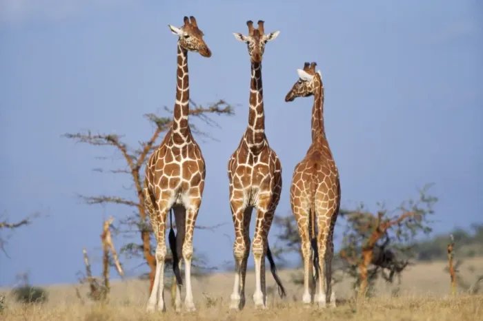 Framed Print : Reticulated Giraffe Kenya, Africa Framed Print : Reticulated Giraffe Kenya, Africa