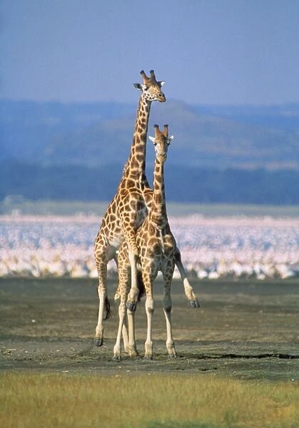 Reticulated Giraffe - mating