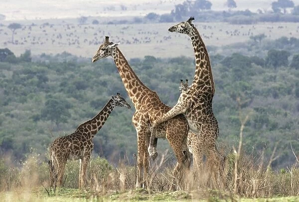 Reticulated Giraffe - two mating. Samburu National Park - Kenya - Africa