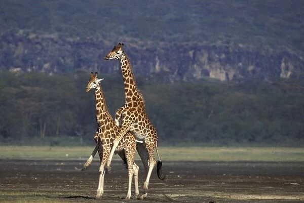 Reticulated Giraffe - pair mating