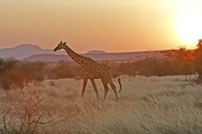 Framed Print : Reticulated Giraffe - at sunset. Samburu National Park - Kenya - Africa Framed Print : Reticulated Giraffe - at sunset. Samburu National Park - Kenya - Africa