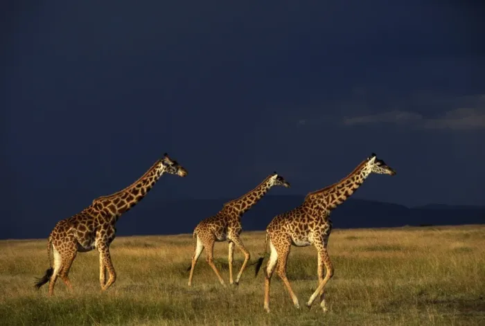 Framed Print : Reticulated Giraffe - three, with stormy sky behind Framed Print : Reticulated Giraffe - three, with stormy sky behind
