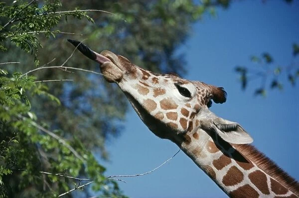 Reticulated Giraffe - with tougue extended feeding