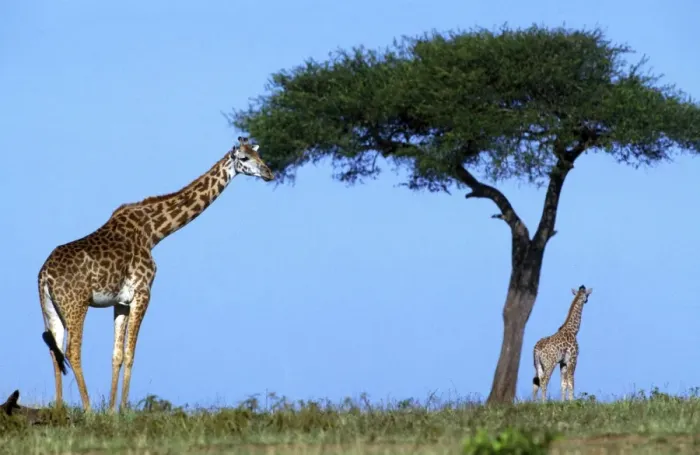 Framed Print : Reticulated Giraffe - two, one grazing on tree Framed Print : Reticulated Giraffe - two, one grazing on tree