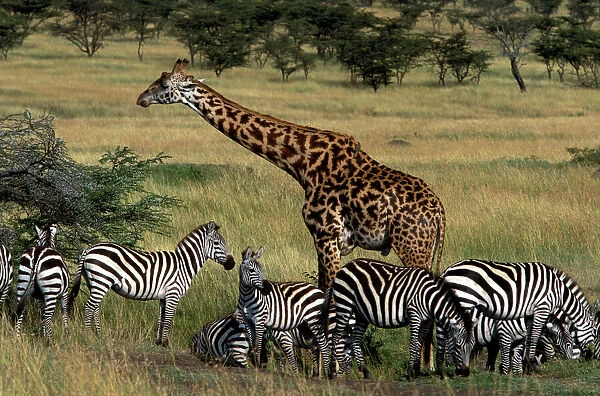 Reticulated Giraffe - with Zebra