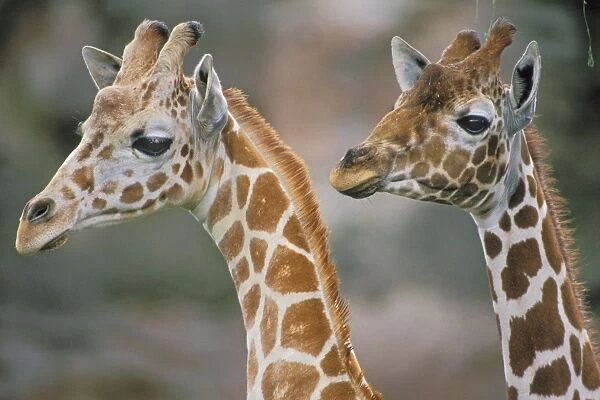 Reticulated giraffes - two, close-up of heads 3mb145