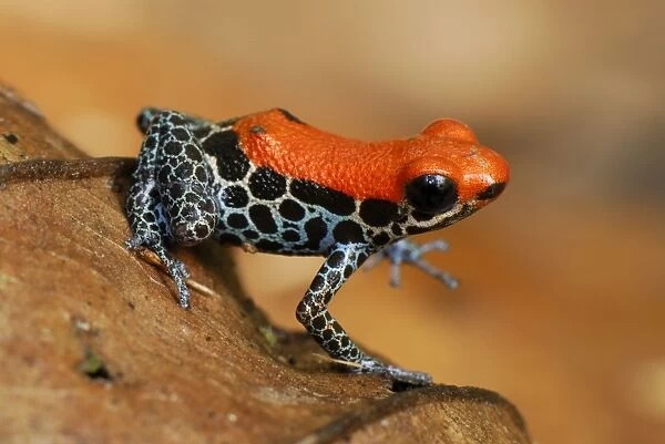 Reticulated Poison Dart Frog - Allpahuayo Mishana National Reserve - Iquitos - Peru