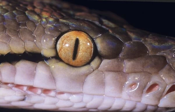 Reticulated Python - close-up of eye& sensory pits. South East Asia