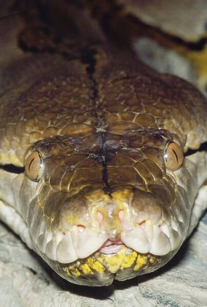 Reticulated Python - close-up showing heat-sensitive pits  /  membrane. Thermo receptors sensitive to infa-red radiation. S. E. Asia