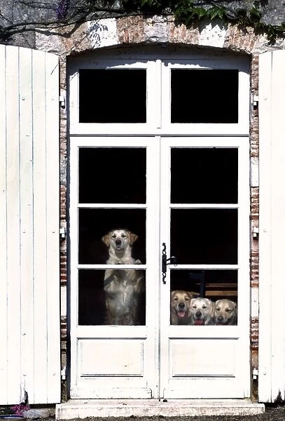 Retriever Dogs Looking out behind glass doors