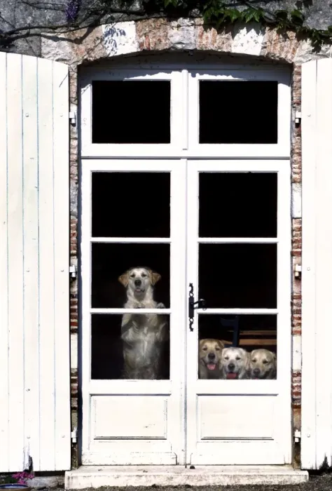 Framed Print : Retriever Dogs Looking out behind glass doors Framed Print : Retriever Dogs Looking out behind glass doors