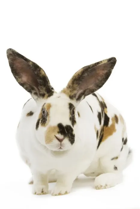 Framed Print : Rex tricolor Rabbit Framed Print : Rex tricolor Rabbit