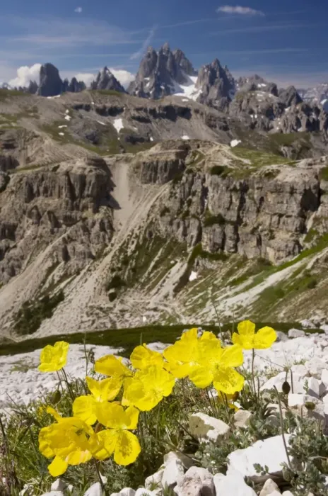 Framed Print : Rhaetian Poppy on the Tre Cime de Lavaredo, Dolomites, Italy Framed Print : Rhaetian Poppy on the Tre Cime de Lavaredo, Dolomites, Italy