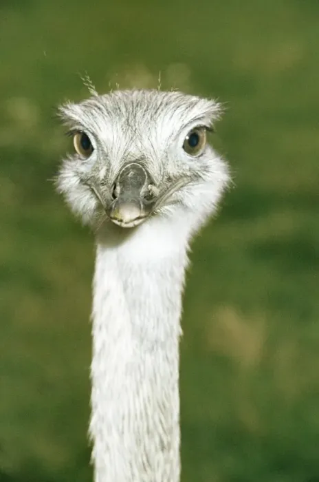 Framed Print : Rhea South America Framed Print : Rhea South America