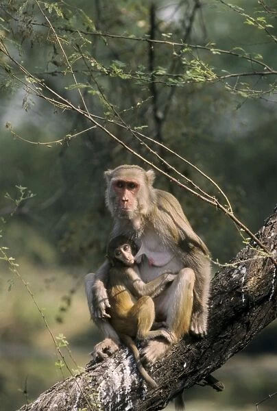 Rhesus Macaque - with baby, suckling Keoladeo National Park, India