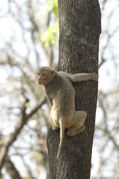 Rhesus Macaque Monkey - adult climbing tree. Bandhavgarh NP, India. Distribution: Afghanistan to northern India and southern China