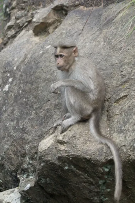 Framed Print : Rhesus Macaque or Monkey Found from Afghanistan through India to northern Thailand. Their name was given to the hereditary blood antigen Rh-factor also found in humans Framed Print : Rhesus Macaque or Monkey Found from Afghanistan through India to northern Thailand. Their name was given to the hereditary blood antigen Rh-factor also found in humans