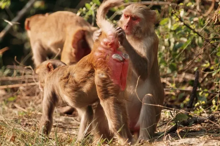Framed Print : Rhesus Macaque Monkey - cleaning mate, Keoladeo, National Park, India Framed Print : Rhesus Macaque Monkey - cleaning mate, Keoladeo, National Park, India