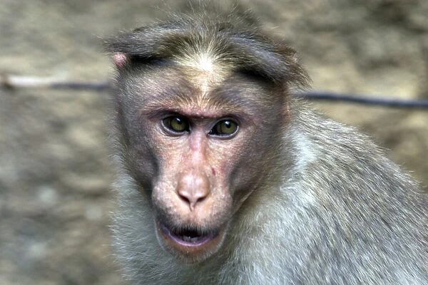 Rhesus Macaque or Monkey - Close up of head Found from Afghanistan through India to northern Thailand. Their name was given to the hereditary blood antigen Rh-factor also found in humans