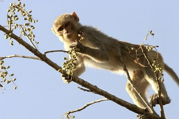 Rhesus Macaque Monkey - female climbing in tree, to forage for fruit. Bandhavgarh NP, India. Distribution: Afghanistan to northern India and southern China