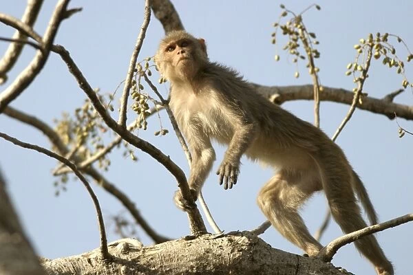 Rhesus Macaque Monkey - female climbing in tree, foraging for fruit. Bandhavgarh NP, India. Distribution: Afghanistan to northern India and southern China