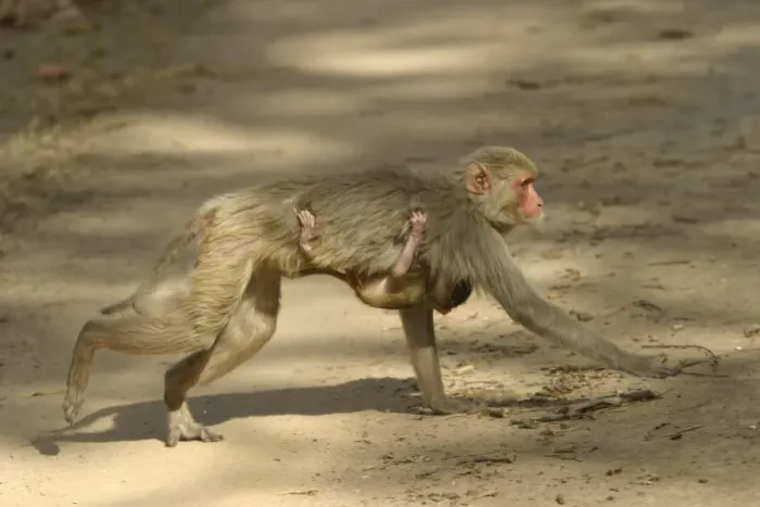 Framed Print : Rhesus Macaque Monkey - female walking, carrying young. Side view. Bandhavgarh NP, India. Distribution: Afghanistan to northern India and southern China Framed Print : Rhesus Macaque Monkey - female walking, carrying young. Side view. Bandhavgarh NP, India. Distribution: Afghanistan to northern India and southern China
