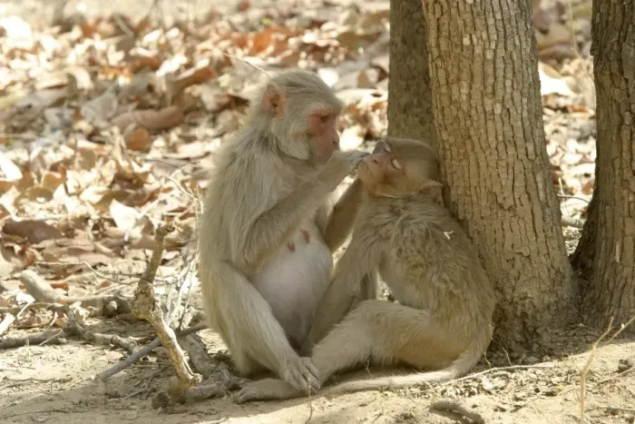 Framed Print : Rhesus Macaque Monkey - grooming fur. Bandhavgarh NP, India. Distribution: Afghanistan to northern India and southern China Framed Print : Rhesus Macaque Monkey - grooming fur. Bandhavgarh NP, India. Distribution: Afghanistan to northern India and southern China