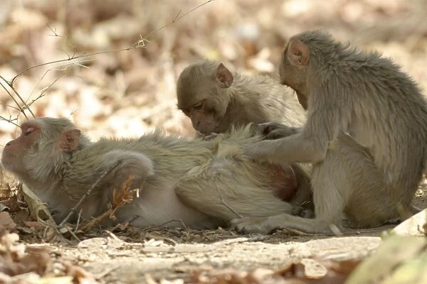 Rhesus Macaque Monkey - group grooming fur. Bandhavgarh NP, India. Distribution: Afghanistan to northern India and southern China