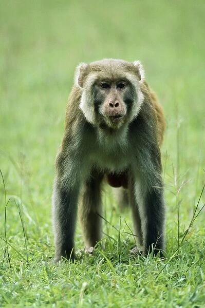 Rhesus Macaque Monkey JVG 2255 Male, India. Macaca mulatta © Joanna Van Gruisen  /  ardea. com