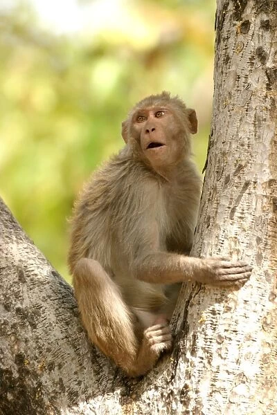 Rhesus Macaque Monkey - male sitting in tree Bandhavgarh NP, India. Distribution: Afghanistan to northern India and southern China
