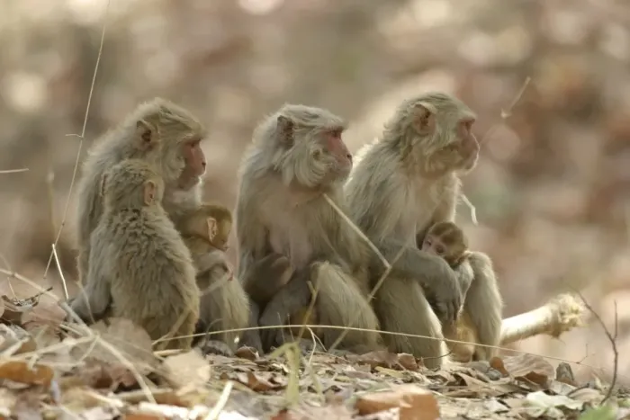 Framed Print : Rhesus Macaque Monkey - nursing female group, suckling young. Bandhavgarh NP, India. Distribution: Afghanistan to northern India and southern China Framed Print : Rhesus Macaque Monkey - nursing female group, suckling young. Bandhavgarh NP, India. Distribution: Afghanistan to northern India and southern China