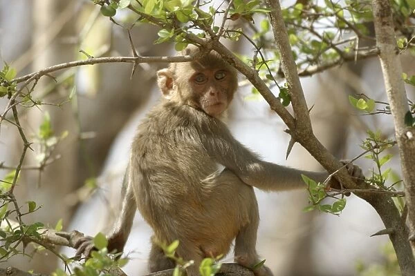 Rhesus Macaque Monkey - sitting in tree. Bandhavgarh NP, India. Distribution: Afghanistan to northern India and southern China