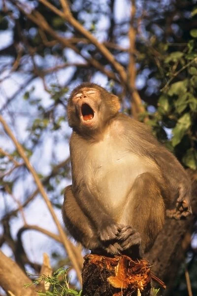 Rhesus Macaque Monkey - in tree, mouth open Keoladeo National Park, India
