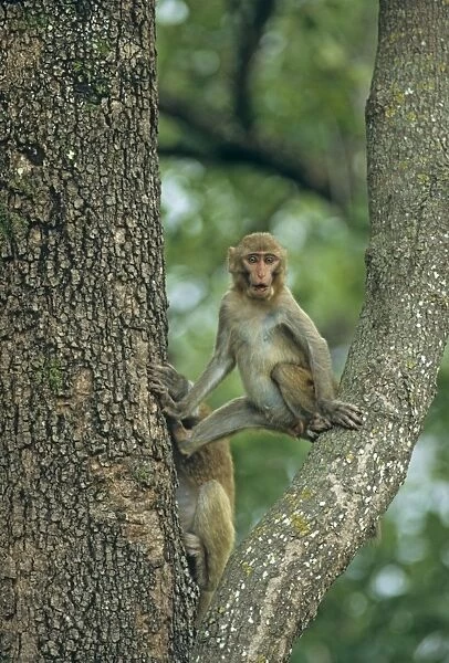 Rhesus Macaque on a Sal tree, Corbett National Park, India
