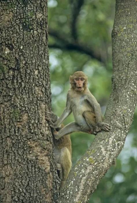 Framed Print : Rhesus Macaque on a Sal tree, Corbett National Park, India Framed Print : Rhesus Macaque on a Sal tree, Corbett National Park, India