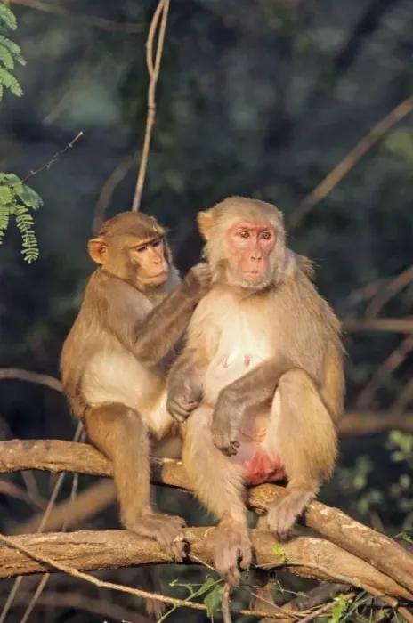 Framed Print : Rhesus Monkeys - grooming. India Framed Print : Rhesus Monkeys - grooming. India