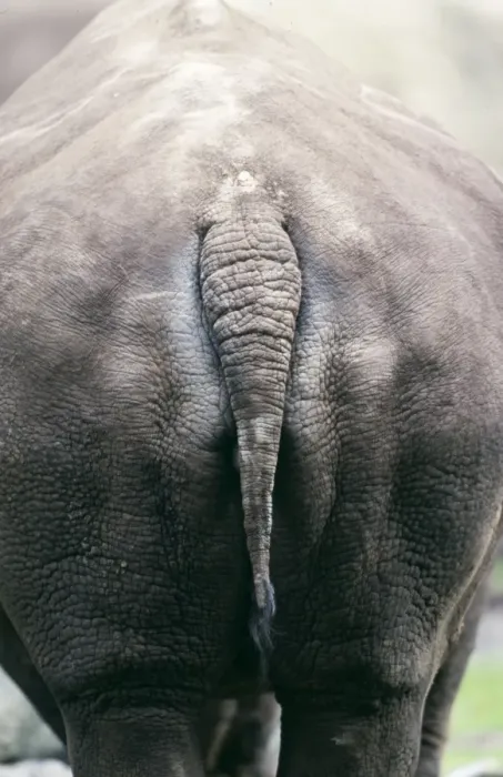 Framed Print : Rhino - Backside Framed Print : Rhino - Backside