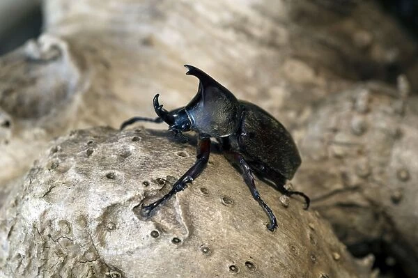 Rhinoceros Beetle - Male - on a tree-bark - Bohol, Philippines. February. Ph41. 0835