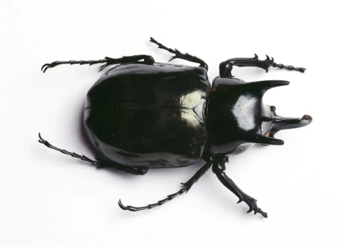 Framed Print : Rhinoceros Beetle TEA 115 © Andy Teare / ardea. com Framed Print : Rhinoceros Beetle TEA 115 © Andy Teare / ardea. com