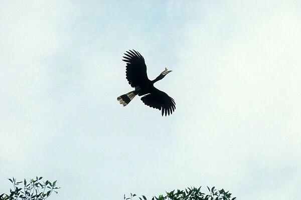 Rhinoceros Hornbill - in flight - Borneo - Malaysia