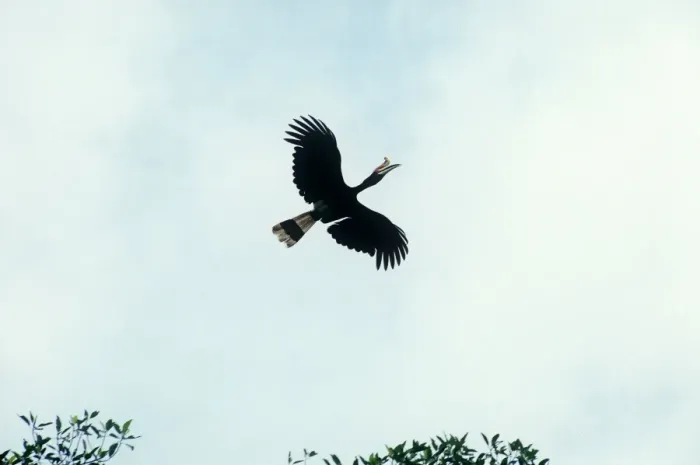 Framed Print : Rhinoceros Hornbill - in flight - Borneo - Malaysia Framed Print : Rhinoceros Hornbill - in flight - Borneo - Malaysia