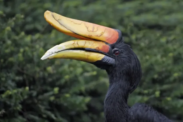 Framed Print : Rhinoceros Hornbill - portrait, Lower Saxony, Germany