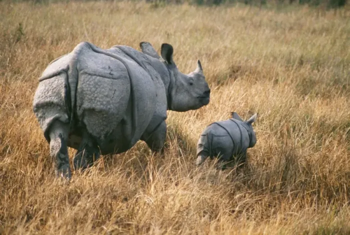Framed Print : Rhinoceros JR 116 With young, Kaziranga India. Rhinocerbo unicornus © Jagdeep Rajput / ardea. com Framed Print : Rhinoceros JR 116 With young, Kaziranga India. Rhinocerbo unicornus © Jagdeep Rajput / ardea. com