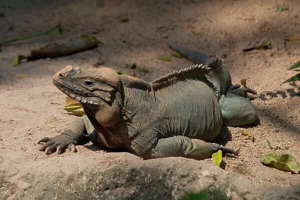 Rhinoceros  /  Rock Iguana - A vulnerable and shy species found on Hispaniola in the Caribbean. Lives underground but basks in the morning and evening sun. Hunted for food and for the pet trade. Eaten by feral cats, dogs, pigs and mongoose