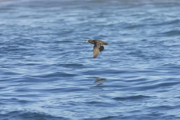 Framed Print : Rhinocerous Auklet - In flight Strait of Juan de Fuca, Washington State, USA BI003471 Framed Print : Rhinocerous Auklet - In flight Strait of Juan de Fuca, Washington State, USA BI003471