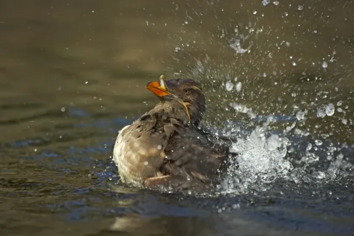 Framed Print : Rhinocerous Auklet - Washing Oregon Coast, USA BI003237 Framed Print : Rhinocerous Auklet - Washing Oregon Coast, USA BI003237