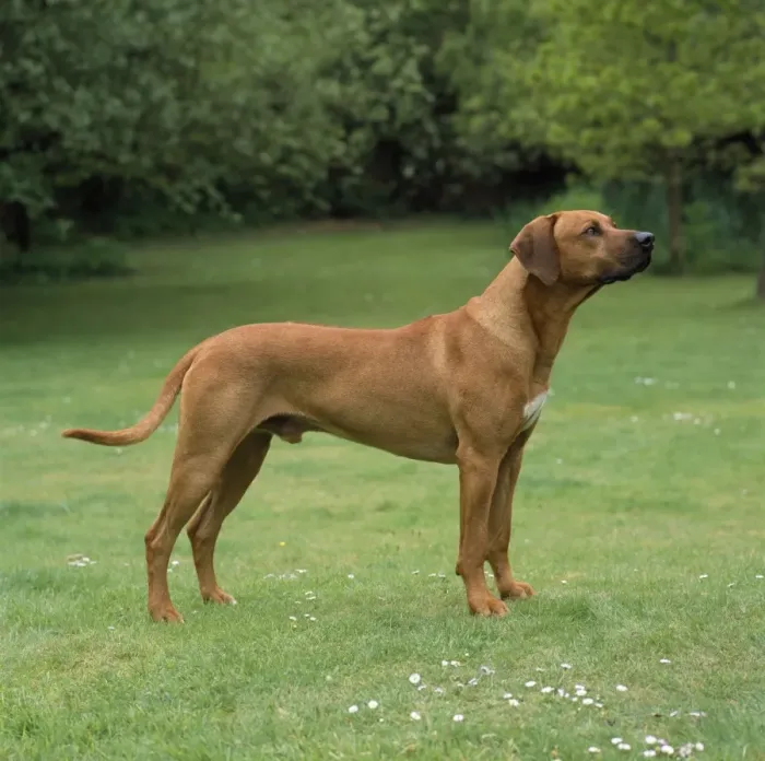 Framed Print : Rhodesian Ridgeback Dog Framed Print : Rhodesian Ridgeback Dog